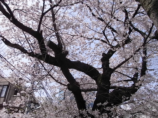 2010040602.jpg