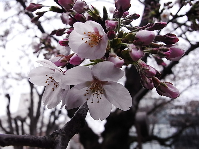 2011040301.jpg